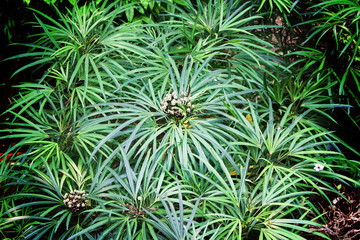 Naklejka na ściany i meble Top view cyperus imbricatus bush , nature green leaf plants background