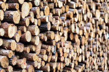 frische Holzstämme nach dem Fällen in einem Wald