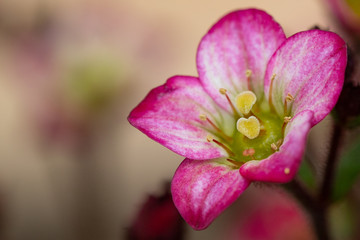 Fototapeta na wymiar flower pollen
