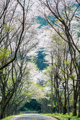 香下ダムの桜