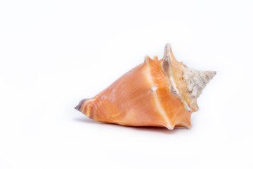 Large orange sea shell, beautiful. Isolated background.