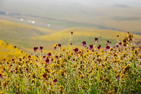 Carrizo Plain National Monument