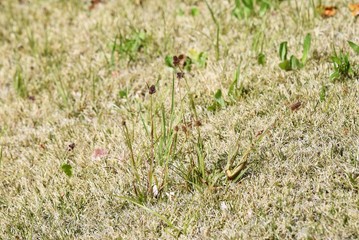 Luzula capitata (Wood rush)