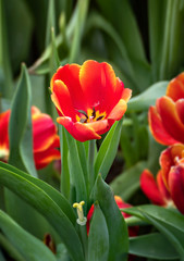 orange tulips flower
