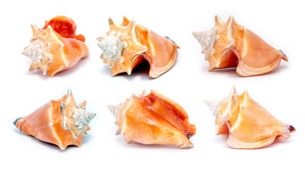 photos of many sea shells, collection of isolated sea shells