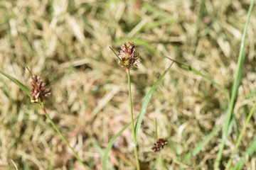 Luzula capitata (Wood rush)