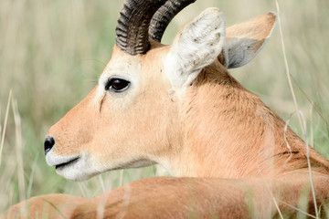 Impala in Uganda