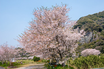 安心院町龍王の桜