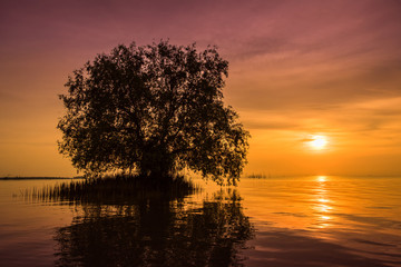 The trees are in the water and the light from the sun.