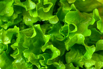 Fresh lettuce leaves texture close up