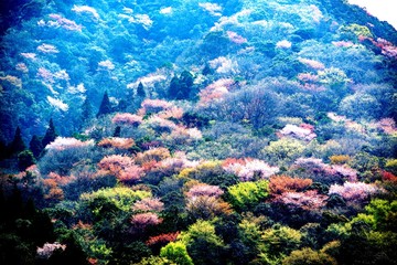 安心院町広瀬のヤマサクラ