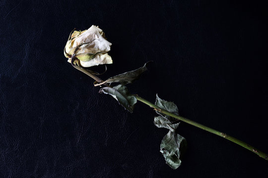 Dried white rose on a dark background close up