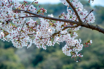 安心院町龍王の桜