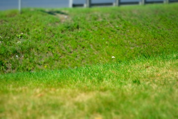 grass in the garden