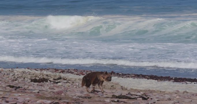 4K view of a Brown Hyena walking close to the coast line looking for food in the Skeleton Coast National Park, Namibia