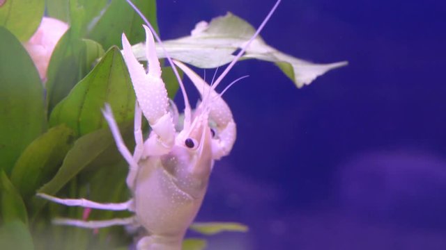 Close up of white crayfish on leaf aquatic plant