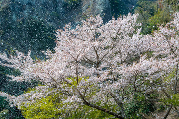仙の岩の桜