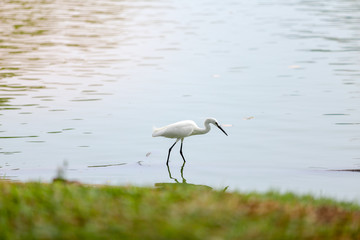 Obraz premium great blue heron in the water