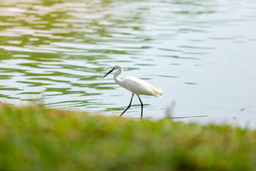 great blue heron in flight
