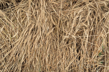 Ears of wheat after the storm lay on the ground. Natural background