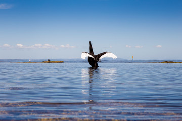 Black Swans is sitting at the beach