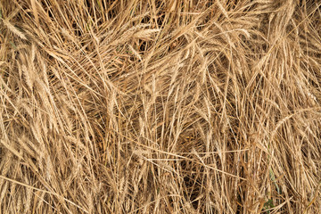 Beautiful natural background. Field of golden wheat