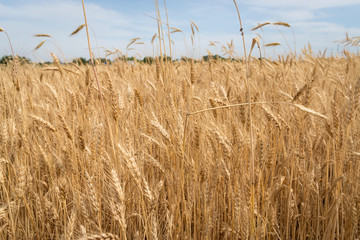 Beautiful wheat field and blue sky with clouds background