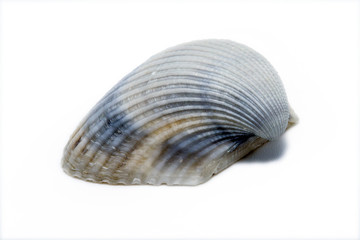 shells of small sea in macro photography. Decorative shells on isolated background.