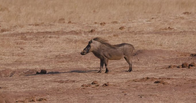 4k view of a warthog approaching a waterhole to drink, Hwange National Park, Zimbabwe