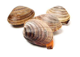 Stacked fresh raw clams on white background