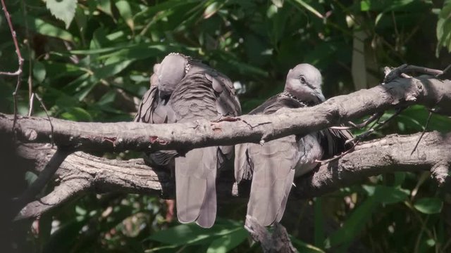 Two Spotted Turtle Doves preening themselves on a branch