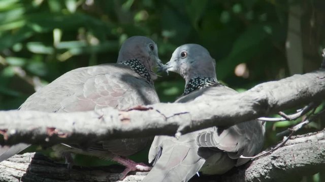 Two Spotted Turtle Doves preening each other on branch pausing twice to look at each other