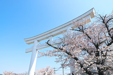 【日本の春】宝登山神社の鳥居と満開の桜