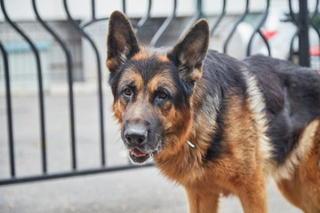 Dog German Shepherd in a city in a day