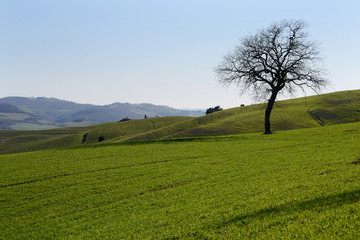 scenic view of a large bare tree on a green rounded hill in Tuscan countryside