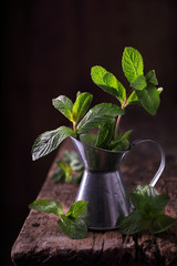 mint in the pot