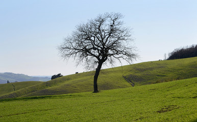 Portrait of isolated oak tree on a green hill in The Tuscan countryside of Val d'Orcia