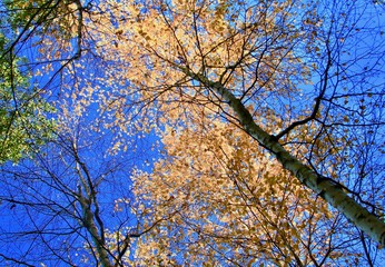 Golden birch leaves and blue sky