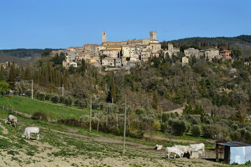 scenic view of San casciano dei Bagni medieval town in Tuscany, Italy. Some Chianina cows graze in the foreground