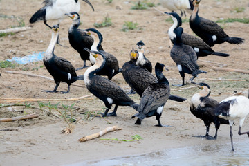 Birds in queens Elizabeth