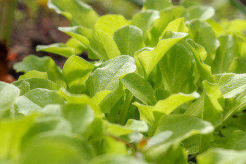 Green plant growth, young sprout and natural light. Seedlings. Ecology, business, Earth Day, organic plant growing.