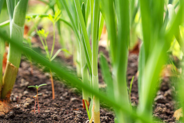 Green plant growth, young sprout and natural light. Seedlings. Ecology, business, Earth Day, organic plant growing.