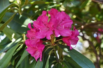 Rhododendron (Rhododendron hybridum)