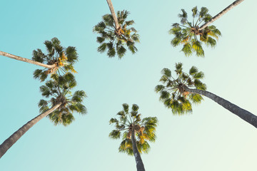 Fototapeta premium Tropical palm trees on clear summer sky background. Toned image.