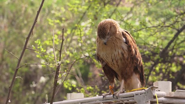 Hawk preening its feathers, Tied hawk sitting on a cage in the woods,