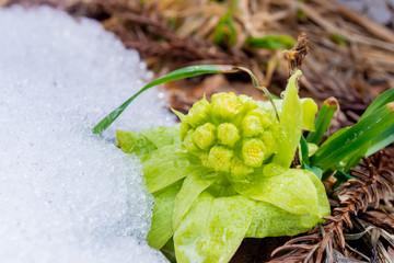 雪とフキノトウ　春　残雪