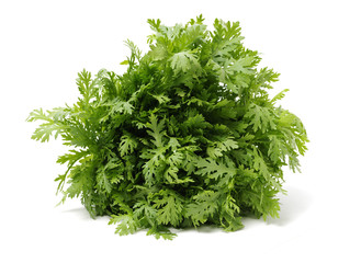 Shungiku, also known as tong hao, or edible chrysanthemum, Isolated on white. A leaf herb commonly used in asian food