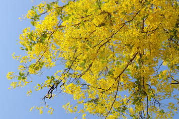 Golden shower (Cassia fistula) national flower of Thailand.