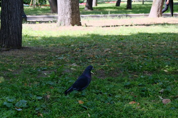pigeon in the park