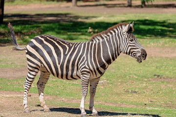 Fototapeta na wymiar The Unique Black And White Stripe Pattern Of A Zebra